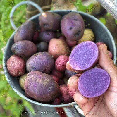 How to Grow Potatoes in Containers