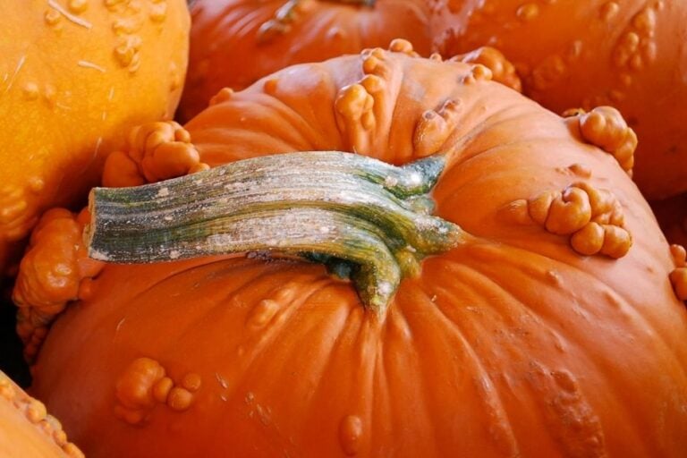 How to Grow Pumpkins: Tips for a Successful Harvest featured image