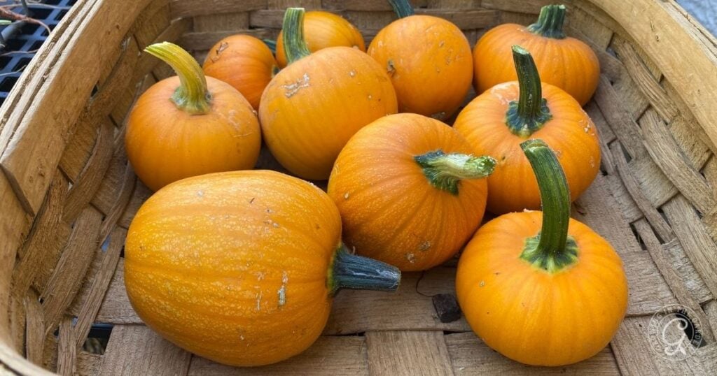 Several small orange pumpkins with green stems sit in a woven wooden basket, perfect for anyone interested in planting pumpkins or learning how to grow pumpkins at home.