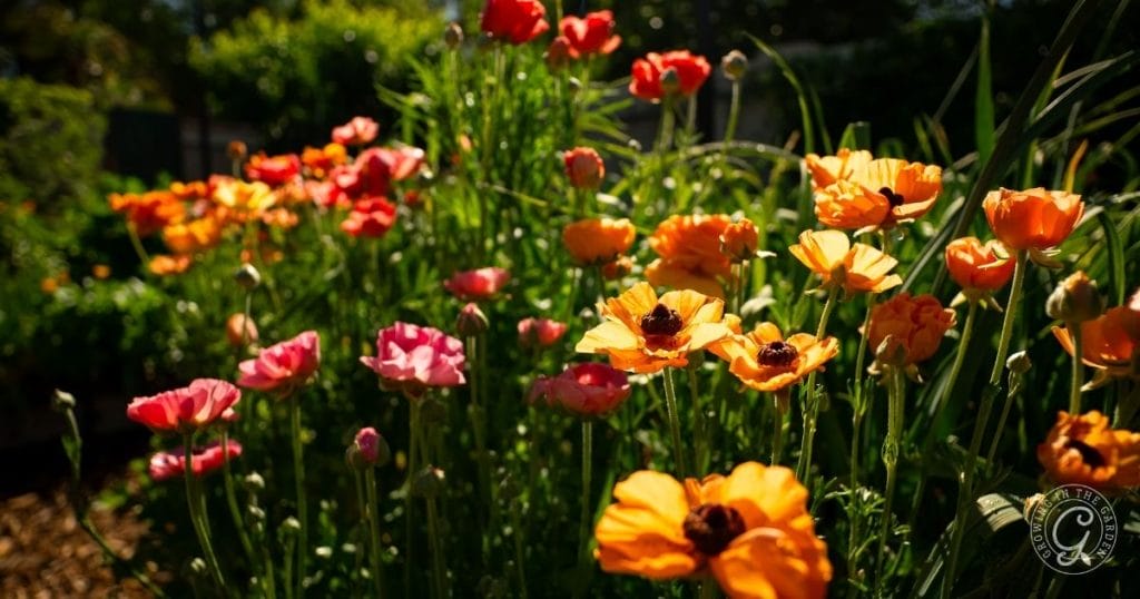 A garden with blooming orange, red, and pink flowers—including those learning how to grow ranunculus—thrives in sunlight, surrounded by green foliage and a beautifully blurred background.
