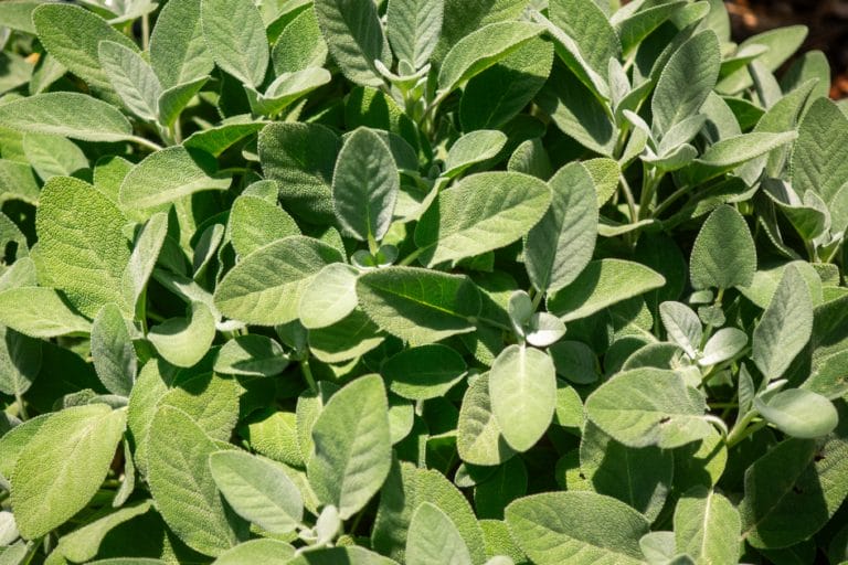 Growing Sage featured image