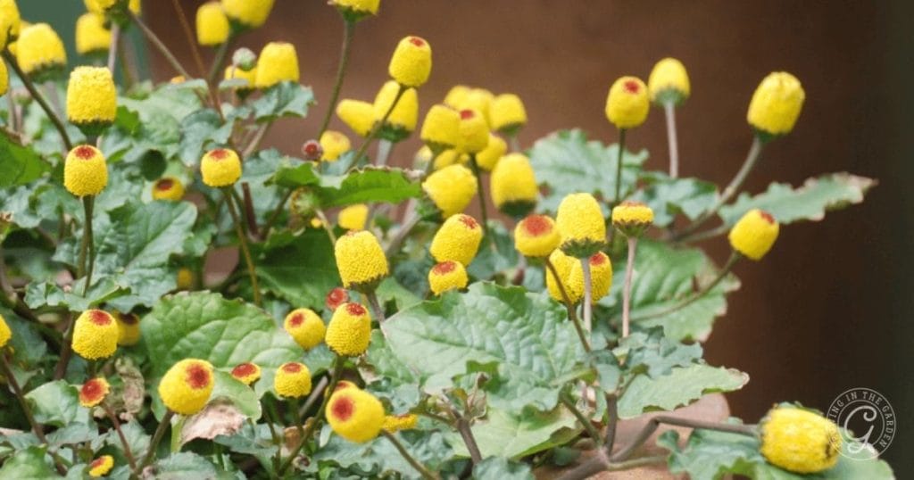 How to Grow Toothache Plant_ 5 Tips for Growing Spilanthes