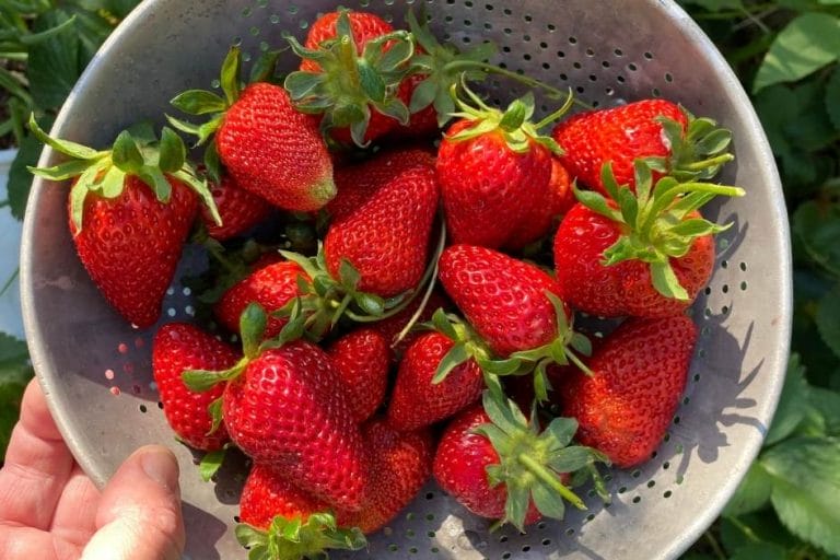 How to Grow Strawberries featured image