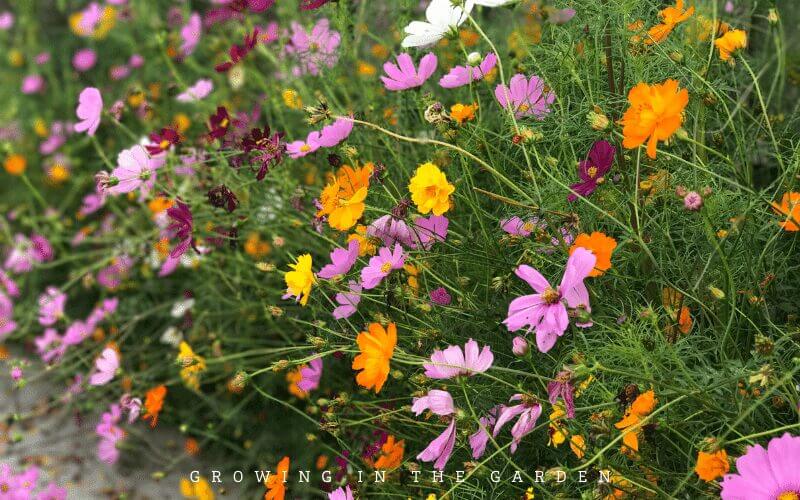 How to grow wildflowers in Arizona #wildflowers #superbloom 