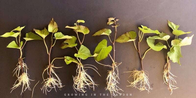 Sweet potatoes need well-draining slightly-acidic soil. Amend clay soils heavily with compost. Soil should be worked to a depth of at least 8-10 inches. Sweet potatoes can also be grown in raised beds or large containers. Plant in an area with full sun and/or afternoon shade in the low desert.