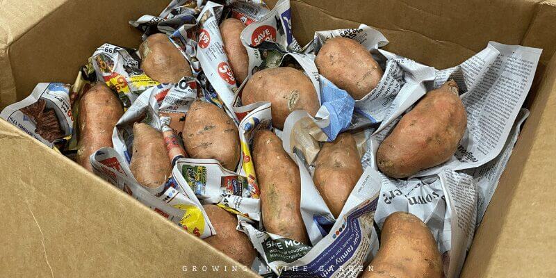 Store cured sweet potatoes in a cool (about 55-65℉ if possible) dry area for the longest storage.