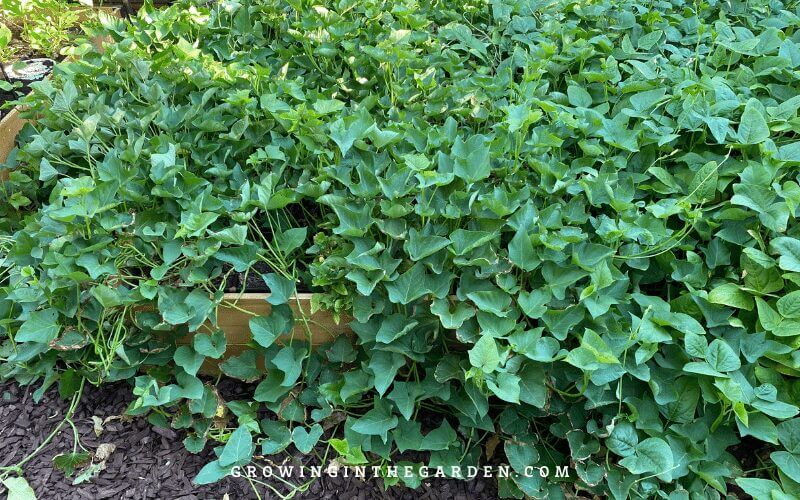 Deep watering is crucial for sweet potatoes during hot dry periods. However, it is important to let soil dry out somewhat between waterings. Sweet potatoes tolerate dry conditions better than soggy ones. 