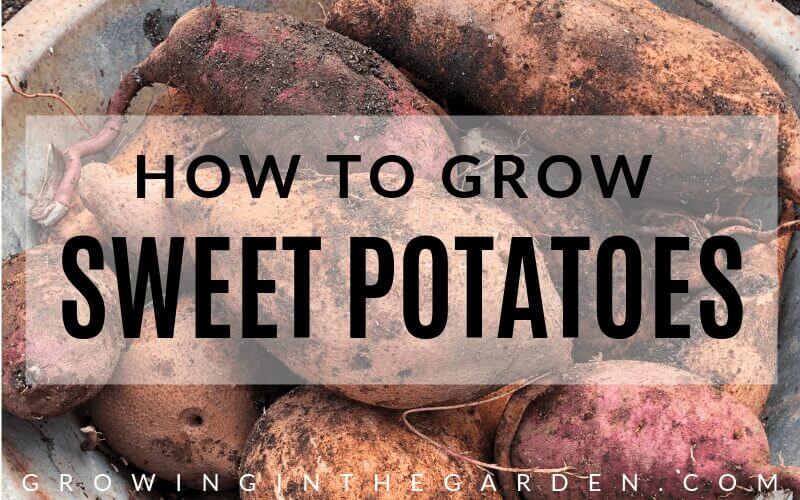 How to Grow Sweet Potatoes #sweetpotatoes #gardening #garden #arizonagarden #gardeninginarizona #desertgarden
