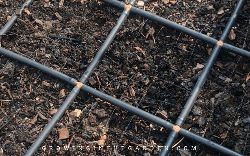 Tasks TO-DO in Your Garden EVERY DAY