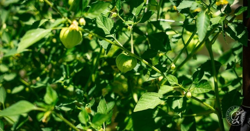 Green tomatillos growing on a leafy plant in bright sunlight, demonstrating how to grow tomatillos successfully in your own garden.