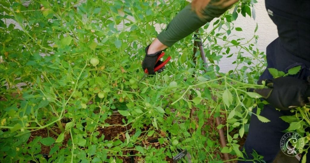 Person wearing gloves using pruning shears to trim tomato plants in a garden, demonstrating careful maintenance similar to steps in How to Grow Tomatillos.