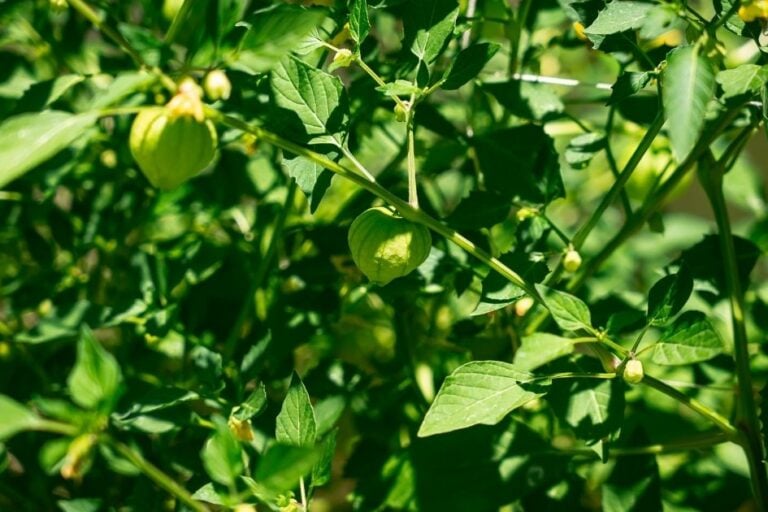 How to Grow Tomatillos from Seed to Harvest featured image