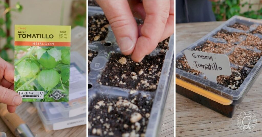 How to Grow Tomatillos: Three images show a tomatillo seed packet, a hand planting seeds in soil, and a labeled starter tray filled with soil.