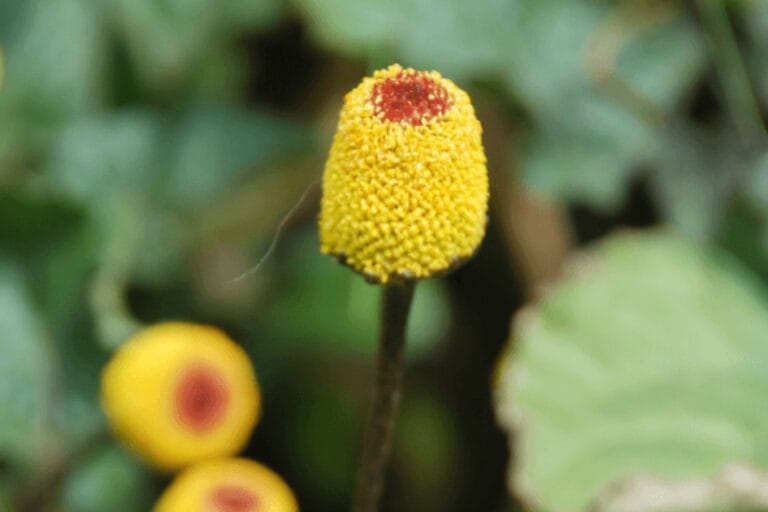 How to Grow Toothache Plant featured image