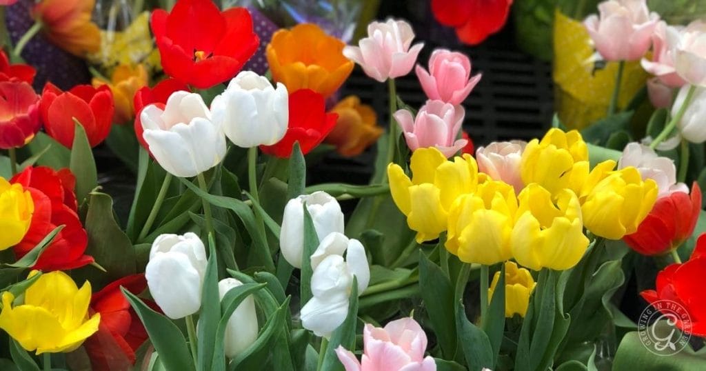 How to Grow Tulips in the Low Desert of Arizona