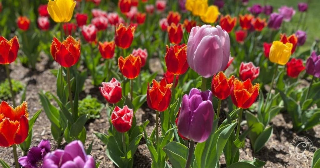 How to Grow Tulips in the Low Desert of Arizona