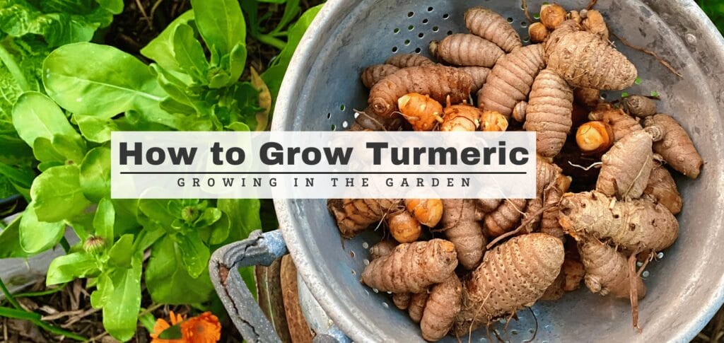 How to Grow Turmeric