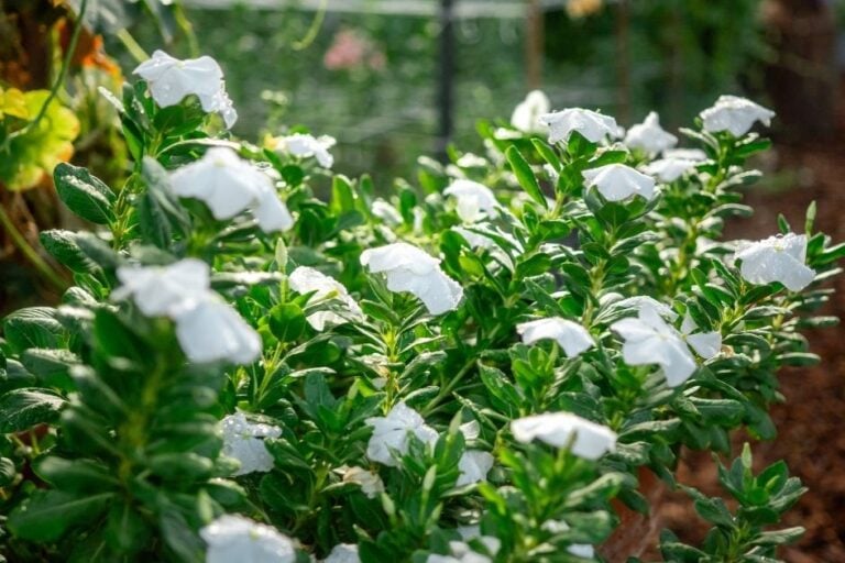 How to Grow Vinca in Arizona and Other Hot Climates featured image