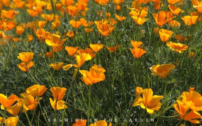 How to grow wildflowers in Arizona #wildflowers #superbloom 