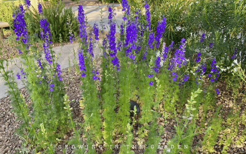 How to grow wildflowers in Arizona #wildflowers #superbloom 