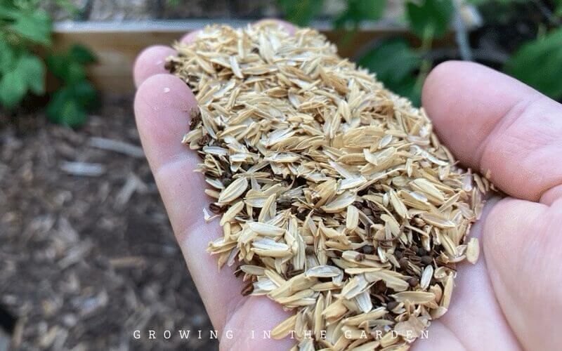 How to grow wildflowers in Arizona #wildflowers #superbloom 