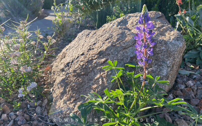 How to grow wildflowers in Arizona #wildflowers #superbloom 