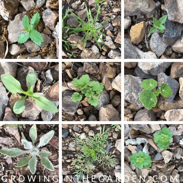 How to grow wildflowers in Arizona #wildflowers #superbloom #arizonawildflowers