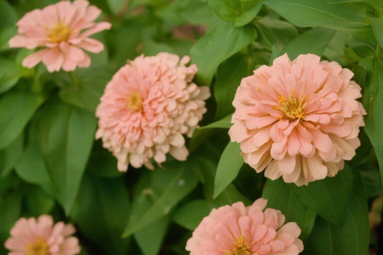 How to Grow Zinnias in Heat: 5 Essential Tips featured image