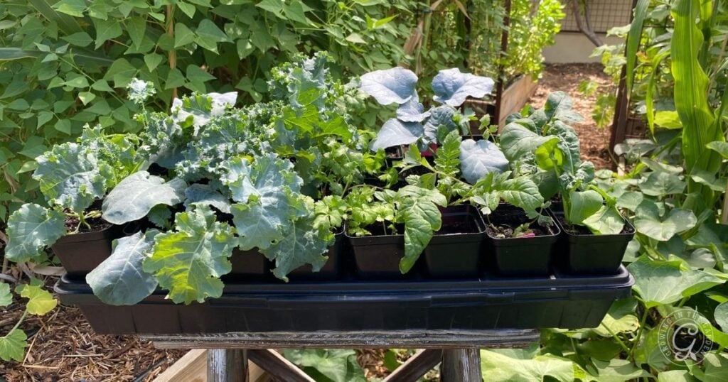 How to Harden Off Seedlings