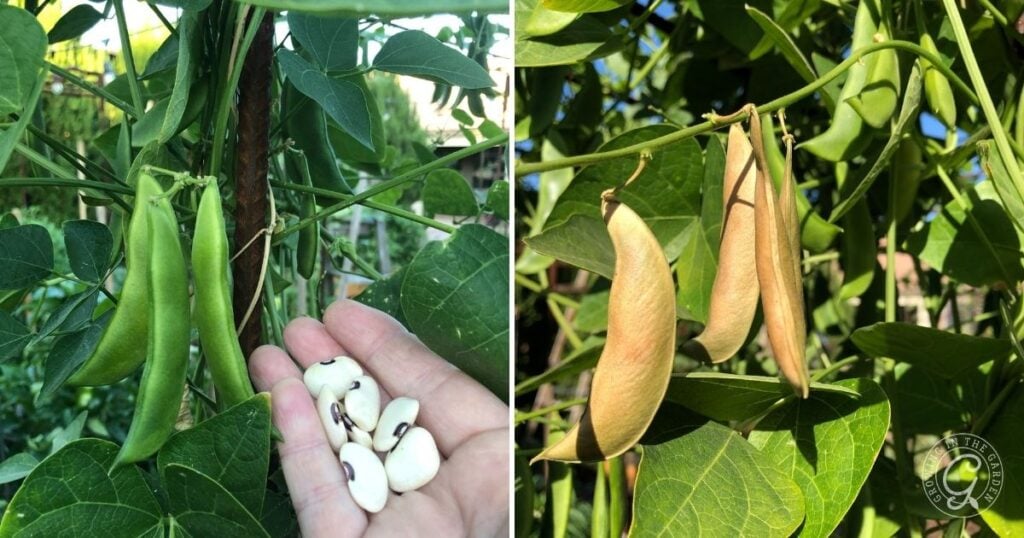 Hand holding white beans near green pods on left; tan, dried pods hanging on vine on right—showing a key stage in how to grow lima beans.