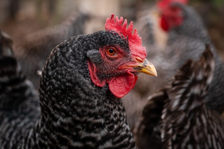How to Keep Chickens Cool In Hot Summers featured image