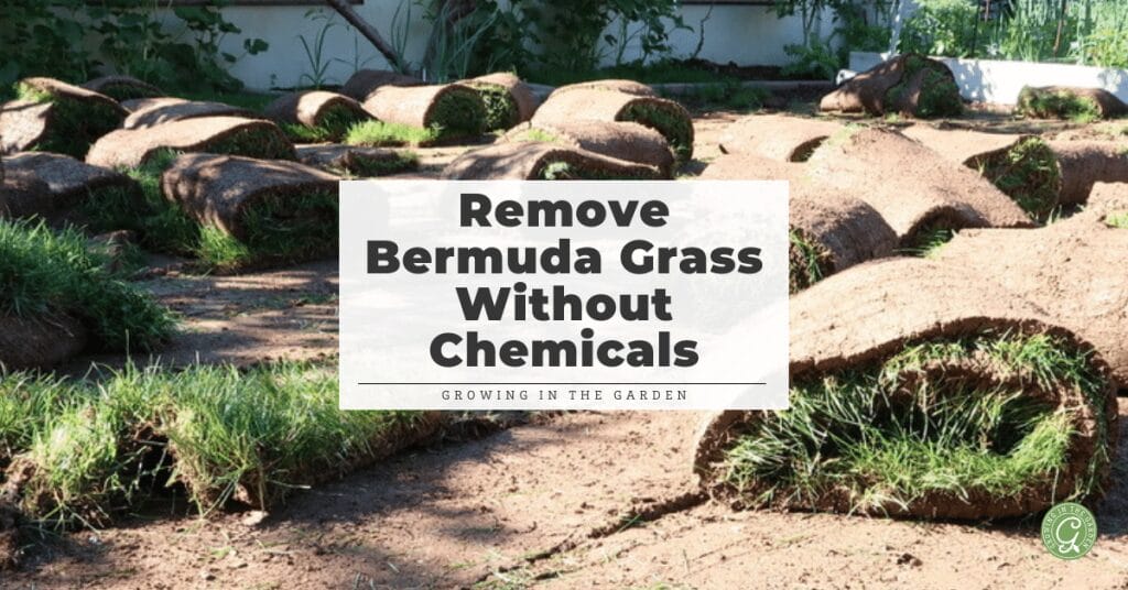 How to Kill Bermuda Grass Without Chemicals Before Planting a Garden
