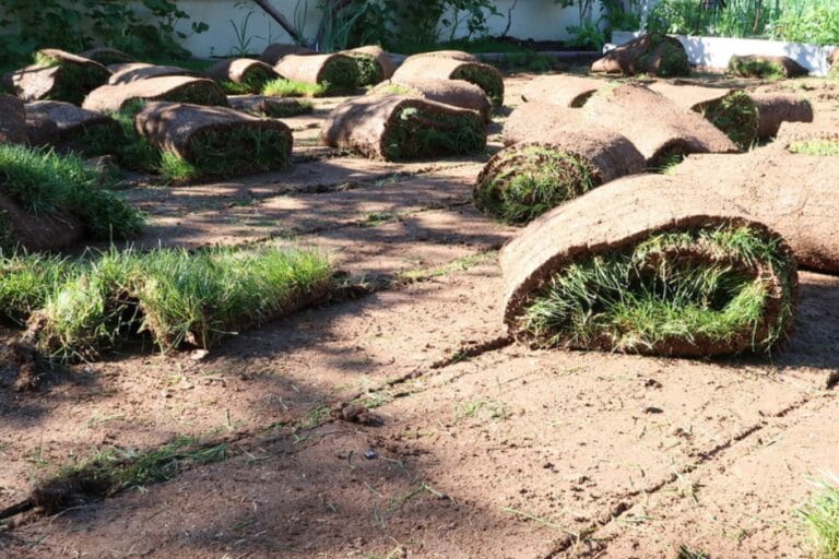 How to Remove Bermuda Grass Organically and Install Raised Beds featured image