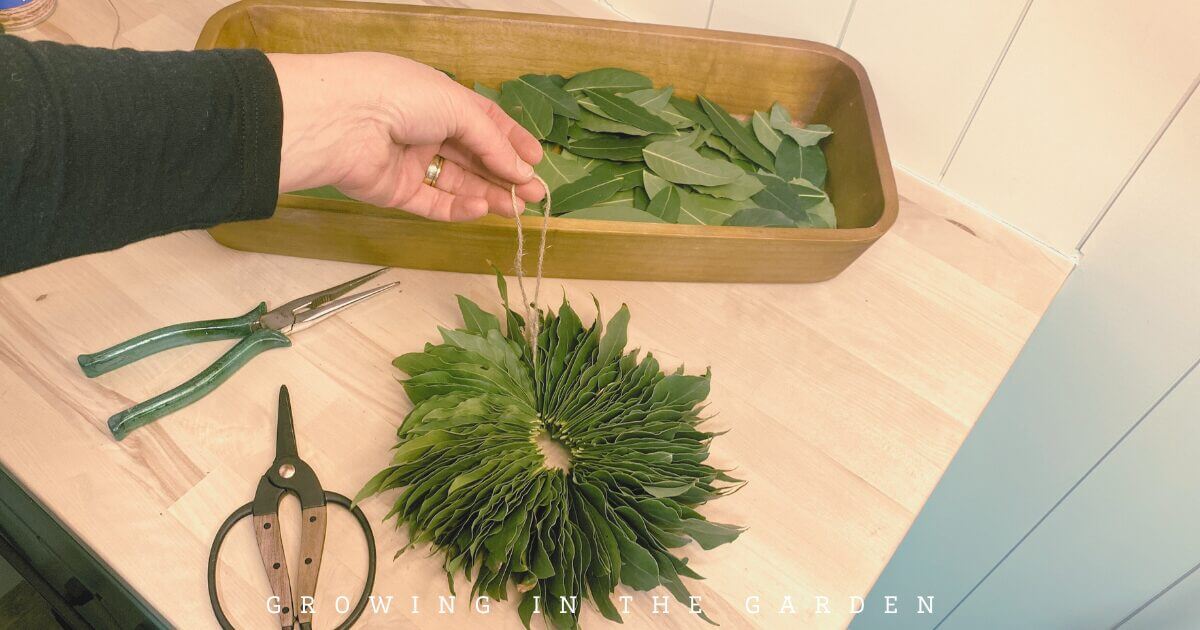 How to Make a Beautiful and Fragrant Bay Leaf Wreath