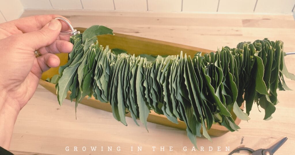 How to Make a Beautiful and Fragrant Bay Leaf Wreath