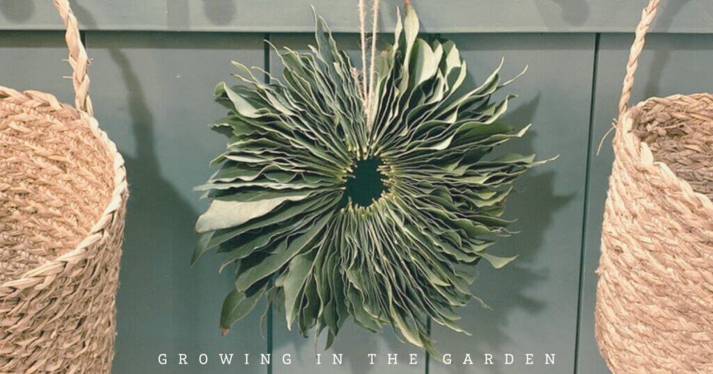 How to Make a Beautiful and Fragrant Bay Leaf Wreath