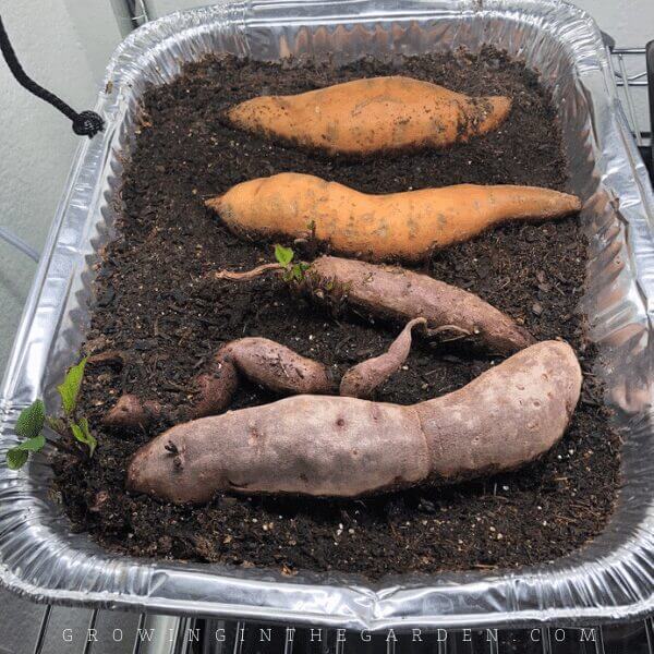 How to make sweet potato slips