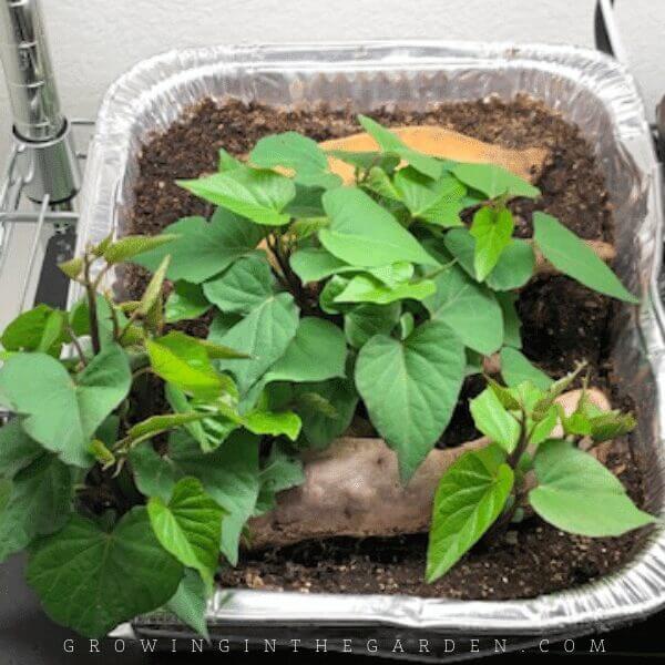 How to make sweet potato slips