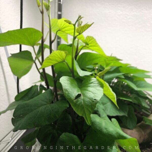 How to make sweet potato slips