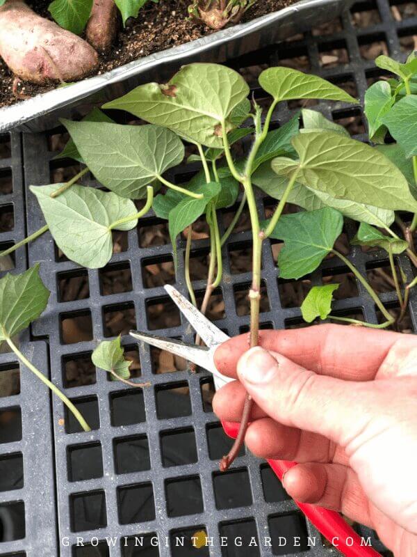 How to make sweet potato slips