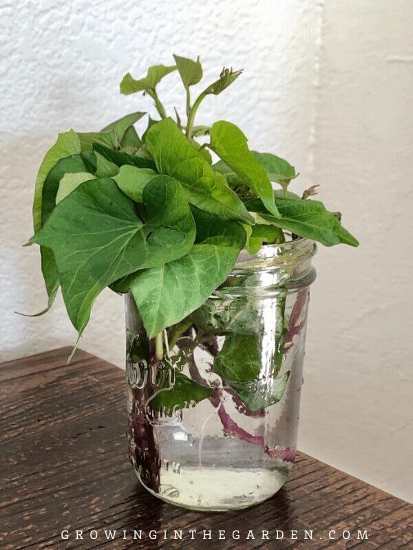 How to make sweet potato slips