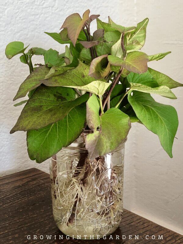 How to make sweet potato slips