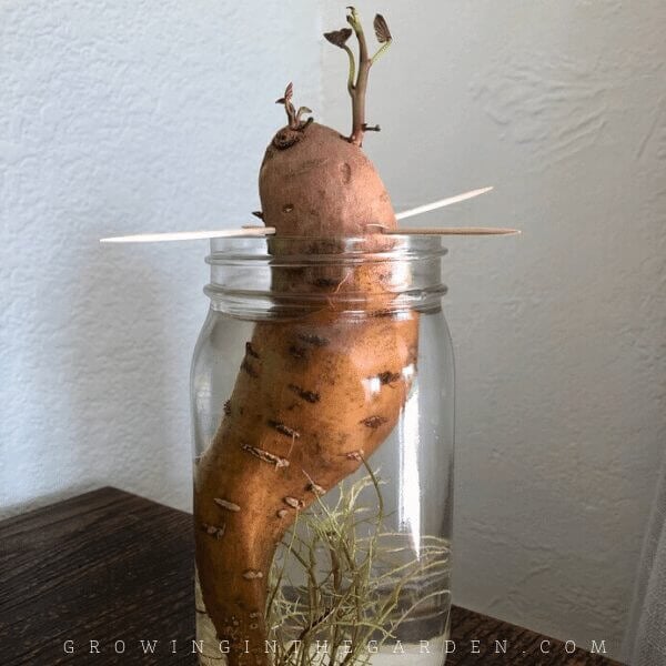 How to make sweet potato slips