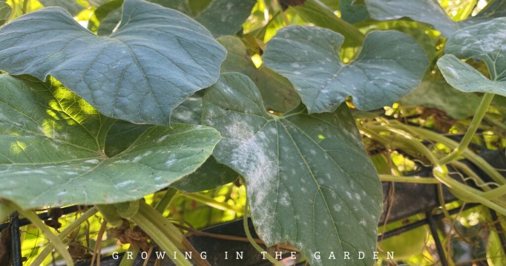 Powdery mildew on leaves