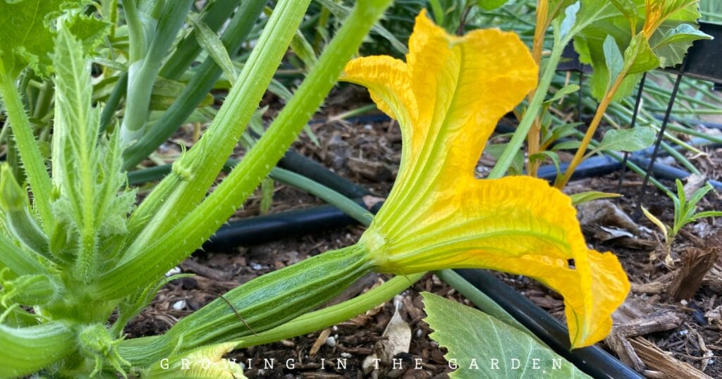 Check blossoms each morning and hand-pollinate if needed