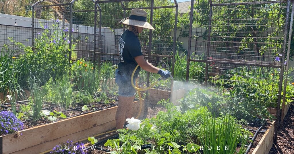 How to Make Worm Castings Tea: Zach's Recipe for a Pest-Free Garden
