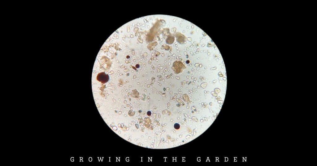 How to Make Worm Castings Tea: Zach's Recipe for a Pest-Free Garden