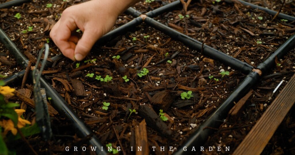 Thin seedlings early and often to allow plenty of room for each plant to grow well. 