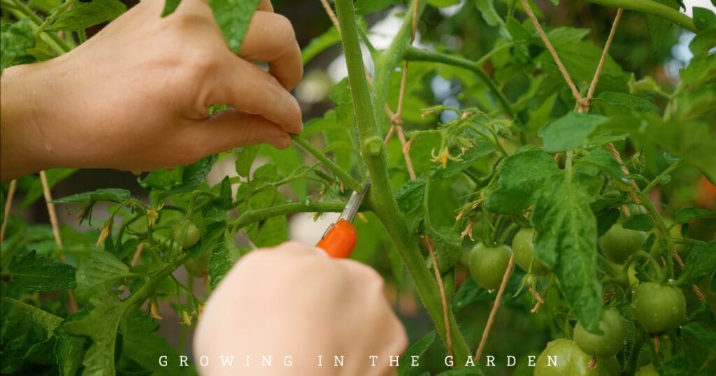 Prune off suckers from tomato plants.