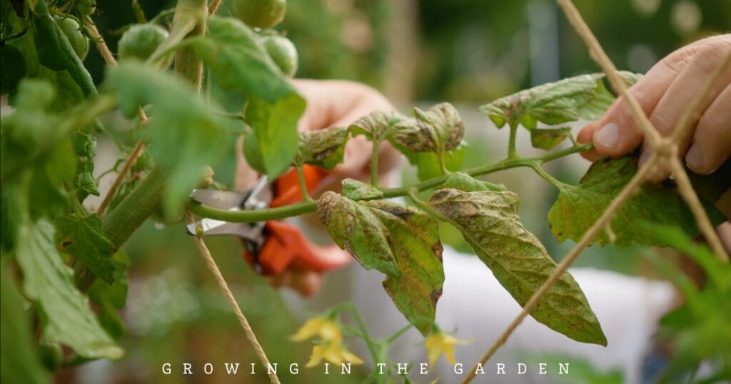 Prune off dead or diseased leaves